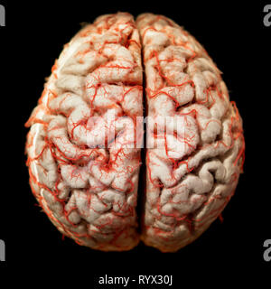 Human brain closeup Stock Photo