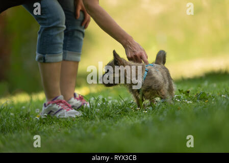 Cairn Terrier puppy 13 weeks old - cute little dog playing with his owner on a green meadow. Stock Photo