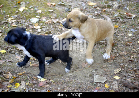 mixed breed puppies playing outdoors .image of a Stock Photo