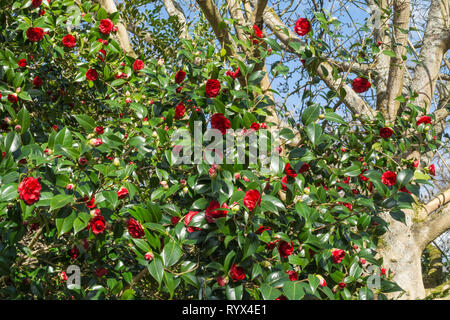 Camellia japonica 'konronkoku' with red blooms or flowers during march, early spring, in an English garden, UK Stock Photo