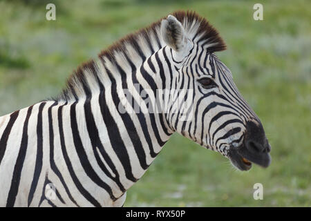 Closeup portrait of a striped African Zebra face mouth open braying Stock Photo