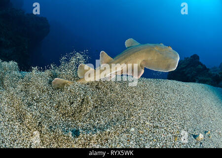 Pacific angel shark (Squatina californica), San Benedicto Island, Revillagigedo islands, Socorro islands, Mexico Stock Photo