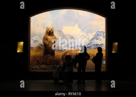 Family observing a display with bears at the American Museum of Natural History in New York City Stock Photo