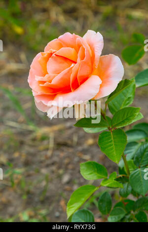 Close-up beautiful orange rose flower, holiday happy birthday card Stock Photo