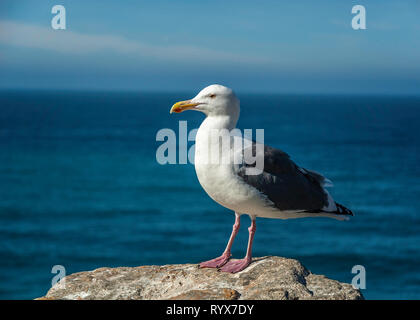 A Western Gull (Larus occidentalis) perches on a rock, Big Sur, CA, USA. Stock Photo