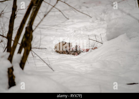 European wildcat (felis silvestris) is eating a deer carcass killed by wolves. European scavenging species. Animals of Polish Carpathian Mountains Stock Photo