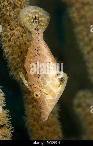 Slender Filefish (Monacanthus tuckeri) hidng in a gorgonian - Bonaire Stock Photo