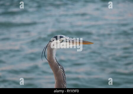 The blue heron of Florida, hunting along florida's coast line for food Stock Photo