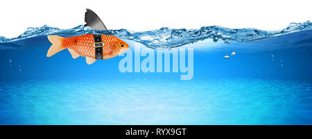 goldfish with fake shark fin creative business idea innovation concept isolated on blue panorama underwater background Stock Photo