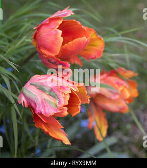 Soft strands of grass and forget-me-nots set off the rainbow colours of three parrot tulips Stock Photo