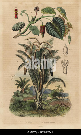 Sandbox tree, Hura crepitans 1 and true sago palm tree, Metroxylon sagu 2. Sablier, Sagouier farineux. Handcoloured steel engraving by du Casse after an illustration by Adolph Fries from Felix-Edouard Guerin-Meneville's Dictionnaire Pittoresque d'Histoire Naturelle (Picturesque Dictionary of Natural History), Paris, 1834-39. Stock Photo