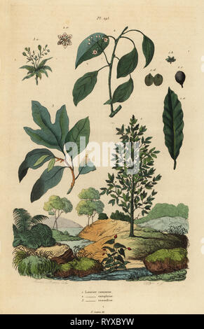 Bay laurel, Laurus nobilis 1, camphor tree, Cinnamomum camphora 2, and sassafras, Sassafras albidum 3. Laurier commun, Laurier camphrier, Laurier sassafras. Handcoloured steel engraving by Pfitzer after an illustration by A. Carie Baron from Felix-Edouard Guerin-Meneville's Dictionnaire Pittoresque d'Histoire Naturelle (Picturesque Dictionary of Natural History), Paris, 1834-39. Stock Photo