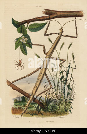 Stick insects or phasmids, Carausius morosus and Clonopsis gallica, and wandering crab spider, Philodromus aureolus. Phasmies, Philodrome. Handcoloured steel engraving by August Dumenil after an illustration by Edouard Guerin from Felix-Edouard Guerin-Meneville's Dictionnaire Pittoresque d'Histoire Naturelle (Picturesque Dictionary of Natural History), Paris, 1834-39. Stock Photo
