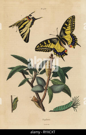 Old World swallowtail, Papilio machaon 1, and scarce swallowtail, Iphiclides podalirius 2, larva and pupa. Papillon machaon, Papillon podalire. Papillons, butterflies. Handcoloured steel engraving from Felix-Edouard Guerin-Meneville's Dictionnaire Pittoresque d'Histoire Naturelle (Picturesque Dictionary of Natural History), Paris, 1834-39. Stock Photo