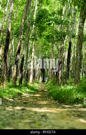 Stunning view of a path that passes between a green plantation of rubber trees (Hevea Brasiliensis) in Thailand. Stock Photo