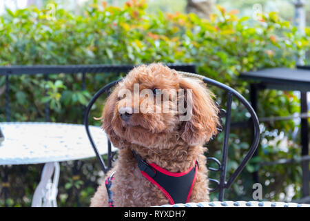 Brown poodle sitting on a chair at a table at an alfresco café. Stock Photo