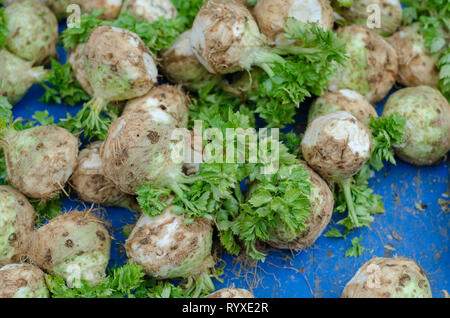 Organic celery (root celery and leaves of celery) with blue background. Fresh turn off celery Stock Photo