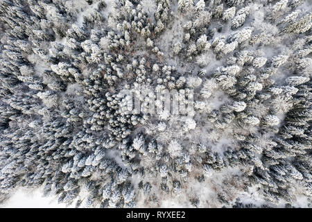 Above view of frozen trees in winter forest Stock Photo