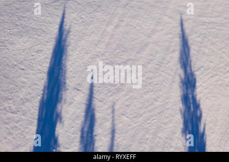 Tree shadows on white fresh snow, above view Stock Photo