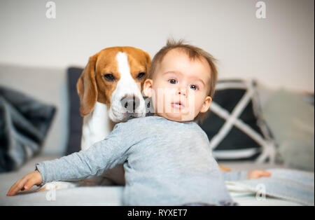 Baby with a Beagle dog in home. Family friendly dog in house. Stock Photo