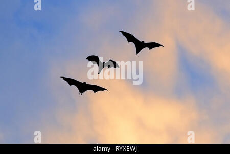 The small flying fox, island flying fox or variable flying fox (Pteropus hypomelanus), fruit bat . Fox bat flying in the sunset  sky. Bats Leave Kalon Stock Photo