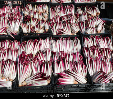 red chicory called RADICCHIO TARDIVO of Treviso for sale in Italy Stock Photo