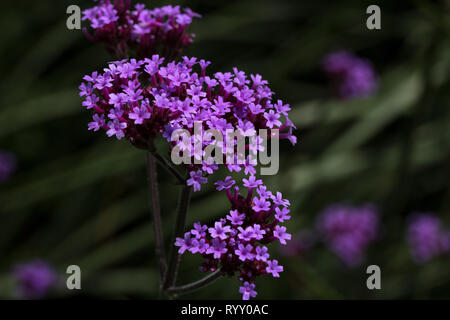 Close-up of purple verbena with many pretty florets stands-out against blurred background of dark green foliage and occasional bursts of purple Stock Photo