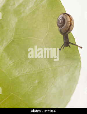 snail eating a lettuce leaf Stock Photo