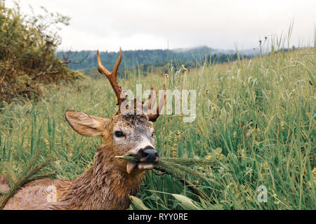 Killed roe deer buck on meadow, Polish Carpathian Mountains, Poland, Europe. Trophy hunting season. Desirable antlers. Deer hunter. Stock Photo