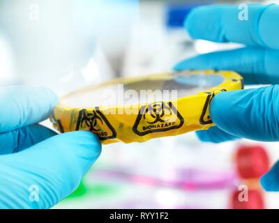 Scientist holding a petri dish containing cultures wrapped in biohazard tape. Stock Photo