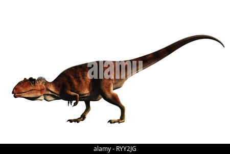 Giganotosaurus, one of the largest known terrestrial carnivores, was a carcharodontosaurid theropod dinosaur. Here is one on a white background. Stock Photo