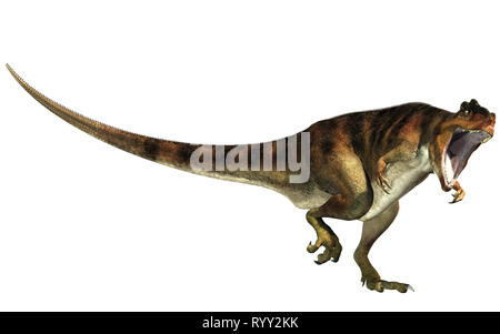 Giganotosaurus, one of the largest known terrestrial carnivores, was a carcharodontosaurid theropod dinosaur. Here is one with an open mouth on white. Stock Photo