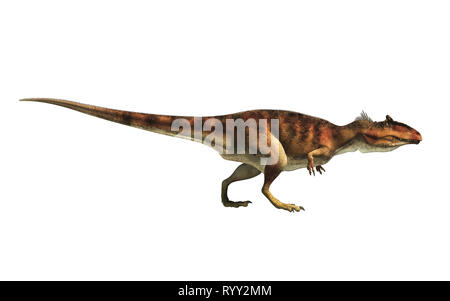 Giganotosaurus, one of the largest known terrestrial carnivores, a carcharodontosaurid theropod dinosaur, stands in profile on a white background. Stock Photo