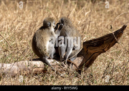 Two Vervet Monkeys with their child Stock Photo