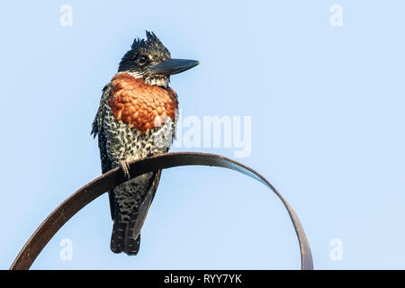Giant Kingfisher, perched near River Gambia, Gambia 4 March 2019 Stock Photo