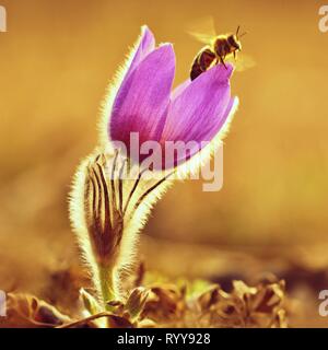 Spring. Beautiful blossoming flower on a meadow with a bee. Natural colorful background for springtime and sunset. Pasque flower (Pulsatilla grandis) Stock Photo