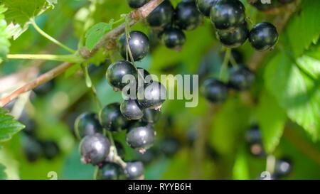 A blackcurrant berry tree with a purple fruit. The blackcurrant is a woody shrub in the family Grossulariaceae grown for its piquant berries. Stock Photo