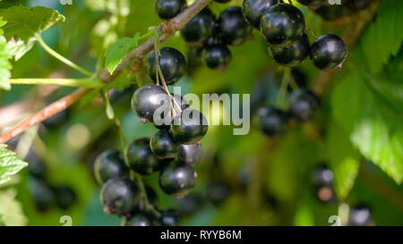 Closer look of the berry fruits of blackcurrantThe blackcurrant is a woody shrub in the family Grossulariaceae grown for its piquant berries. Stock Photo