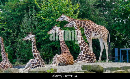 Big giraffes sitting and eating on the zoo with the big trees and plants on the back Stock Photo