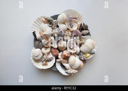 Various thai seashells and corals on grey concrete plate isolated on white background Stock Photo