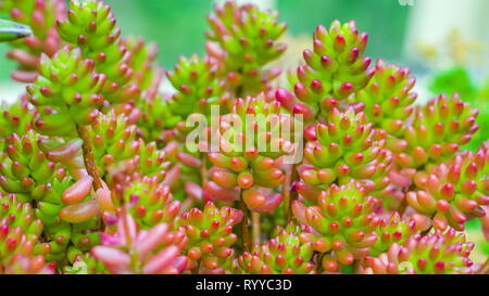 A small red green plant in the garden it has fat flowers or leaves on it Stock Photo