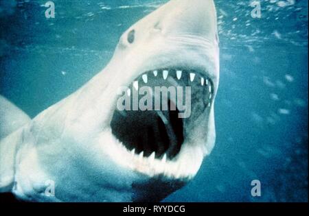 GREAT WHITE SHARK, JAWS, 1975 Stock Photo