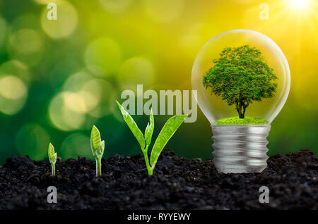 The bulb is located on the inside with leaves forest and the trees are in the light. Concepts of environmental conservation and global warming plant g Stock Photo