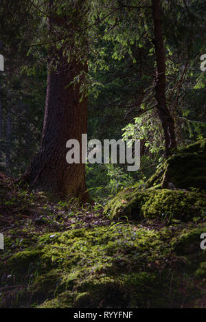 mystical pine forest covered with moss, tree branch lit by sun rays, green nature wallpaper, book cover Stock Photo