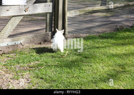 Jumping blurred cute fluffy white little bunny rabbit on green grass from the back in small zoo. Spring time in Keukenhof flower garden, Netherlands,  Stock Photo