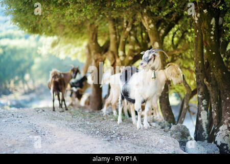 Herd of goats grazing by the road in rocky area of Peloponnese. Domestic goats of Greece, highly prized for their meat and milk production production. Stock Photo