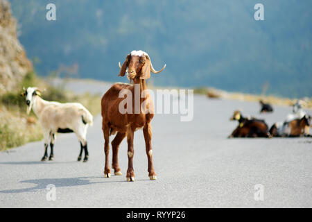 Herd of goats grazing by the road in rocky area of Peloponnese. Domestic goats of Greece, highly prized for their meat and milk production production. Stock Photo