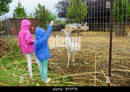 Two young sisters feeding wild deers at a zoo on rainy summer day. Children watching reindeers on a farm. Kids having fun at zoological garden. Stock Photo