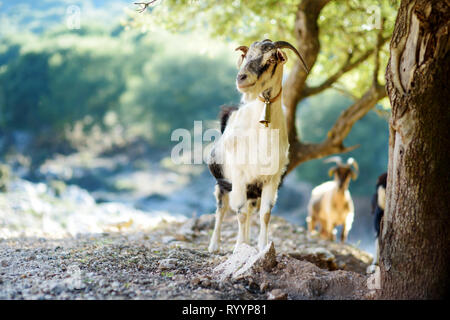 Herd of goats grazing by the road in rocky area of Peloponnese. Domestic goats of Greece, highly prized for their meat and milk production production. Stock Photo