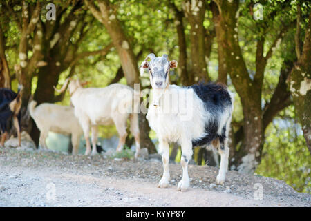 Herd of goats grazing by the road in rocky area of Peloponnese. Domestic goats of Greece, highly prized for their meat and milk production production. Stock Photo